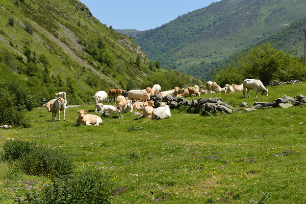 Mountain herd